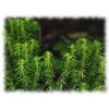 Lycopode plante