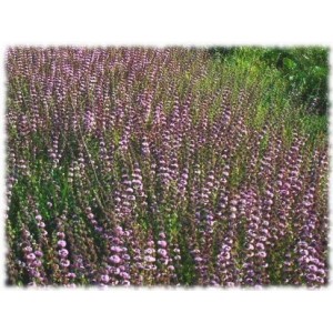 Menthe pouliot HECT