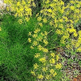 Fenouil racine