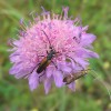 Scabieuse des champs plante