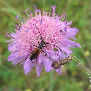 Scabieuse des champs plante