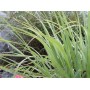 Citronnelle plante