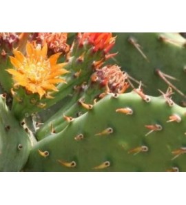 Figuier de barbarie BIO macérat huileux