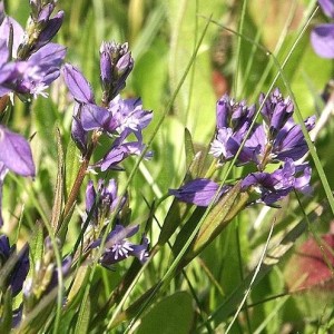 Polygala de Chine racine