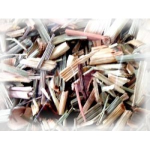 Citronnelle BIO plante