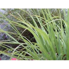 Citronnelle BIO plante