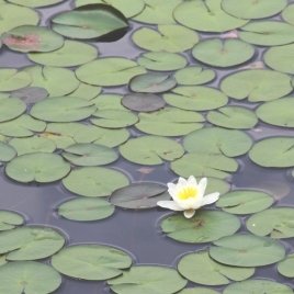Nénuphar racine