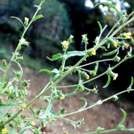 Inule odorante BIO HECT