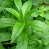 Menthe poivrée feuille
