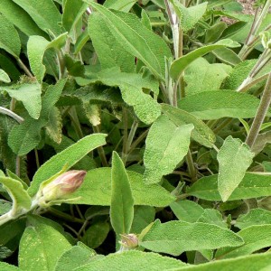 Sauge poudre de feuille