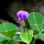 Desmodium gélules poudre 200mg