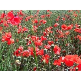 Coquelicot pétale