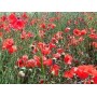 Coquelicot pétale
