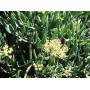 Criste marine gélules poudre 220mg