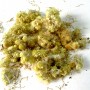 Immortelle fleur