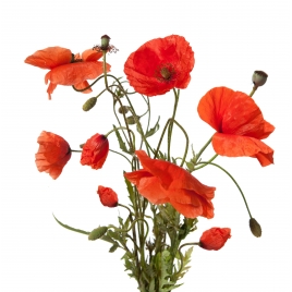 Coquelicot pétale