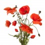 Coquelicot pétale BIO 50gr
