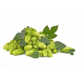 Houblon gélule de poudre totale à 180mg