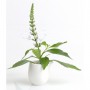 Orthosiphon - Orthosiphon stamineus Extrait Alcoolique