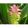 Curcuma racine