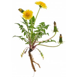 Pissenlit  Bio feuille