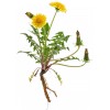 Pissenlit gélules poudre de racine 270mg