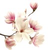 MAGNOLIA - HOU PO gélules