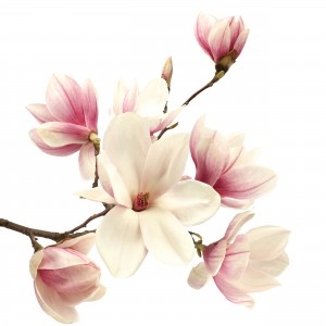 MAGNOLIA - HOU PO gélules