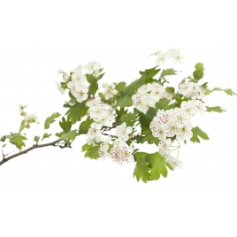 Aubépine - Crataegus oxyacantha Extrait Alcoolique BIO