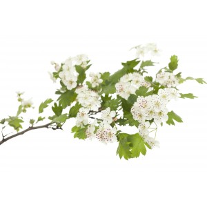 Aubépine - Crataegus oxyacantha Extrait Alcoolique BIO