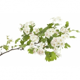 Aubépine gélules de poudre totale de sommité 150mg