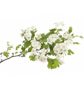 Aubépine gélules de poudre totale de sommité 150mg