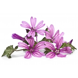 Mauve BIO feuille