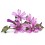 Mauve BIO feuille