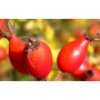 Cynorrhodon BIO fruit