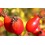 Cynorrhodon BIO fruit