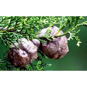 Cyprès gélules de Noix poudre 220mg