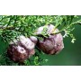 Cyprès Noix poudre gélules 220mg
