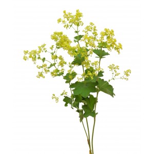 Alchemille vulgaire plante