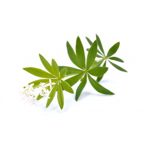 Aspérule BIO feuille