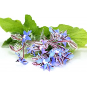Bourrache capsules huile + Vit E 500mg