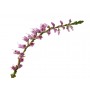 Bruyère fleur