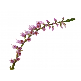 Bruyère BIO fleur