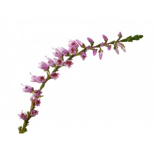 Bruyère BIO fleur