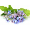 Bourrache BIO huile vierge