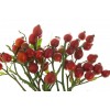 Cynorrhodon BIO fruit