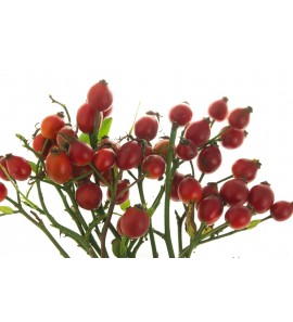 Cynorrhodon fruit poudre
