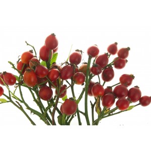 Cynorrhodon fruit sans semence