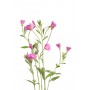Epilobe à petite fleur plante