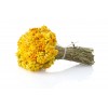 Immortelle fleur